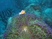 Pohnpei Under Water